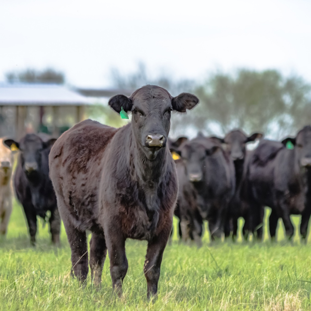 A herd of Angus cattle grazing on an American family ranch