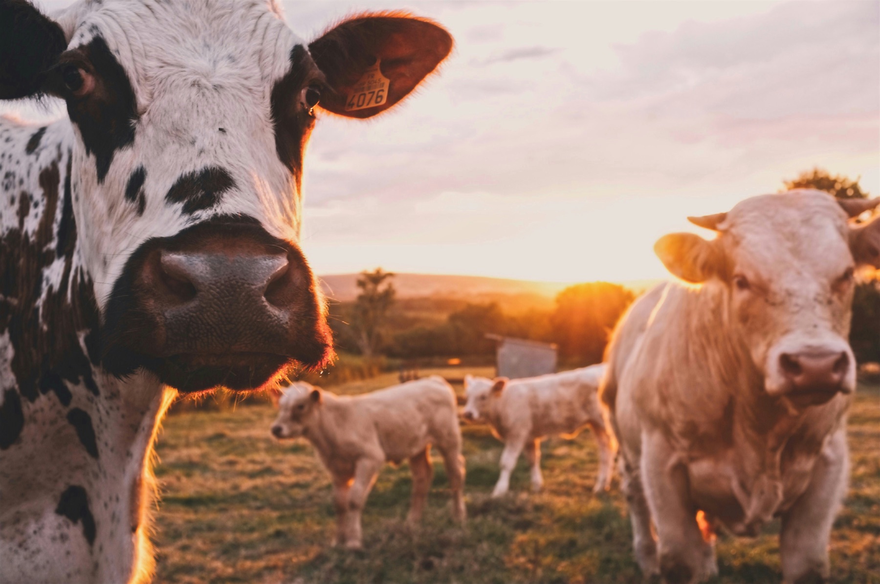 Cattle grazing at sunset on an American ranch