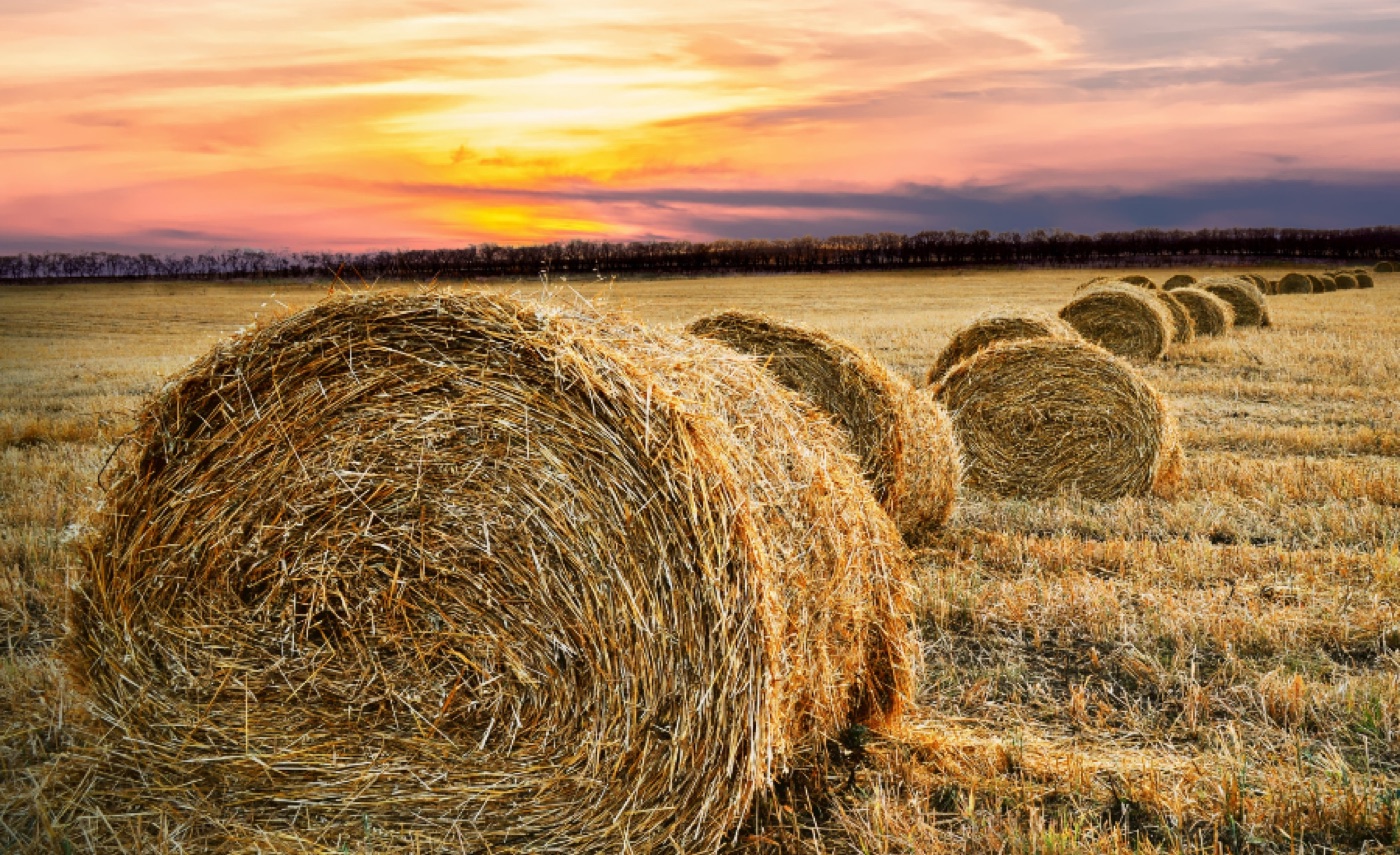 Hay bales at sunset on an American family farm
