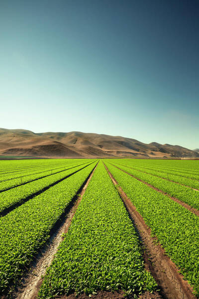 American farmland under cultivation, representing Sovereign Agricultural Group's fund assets