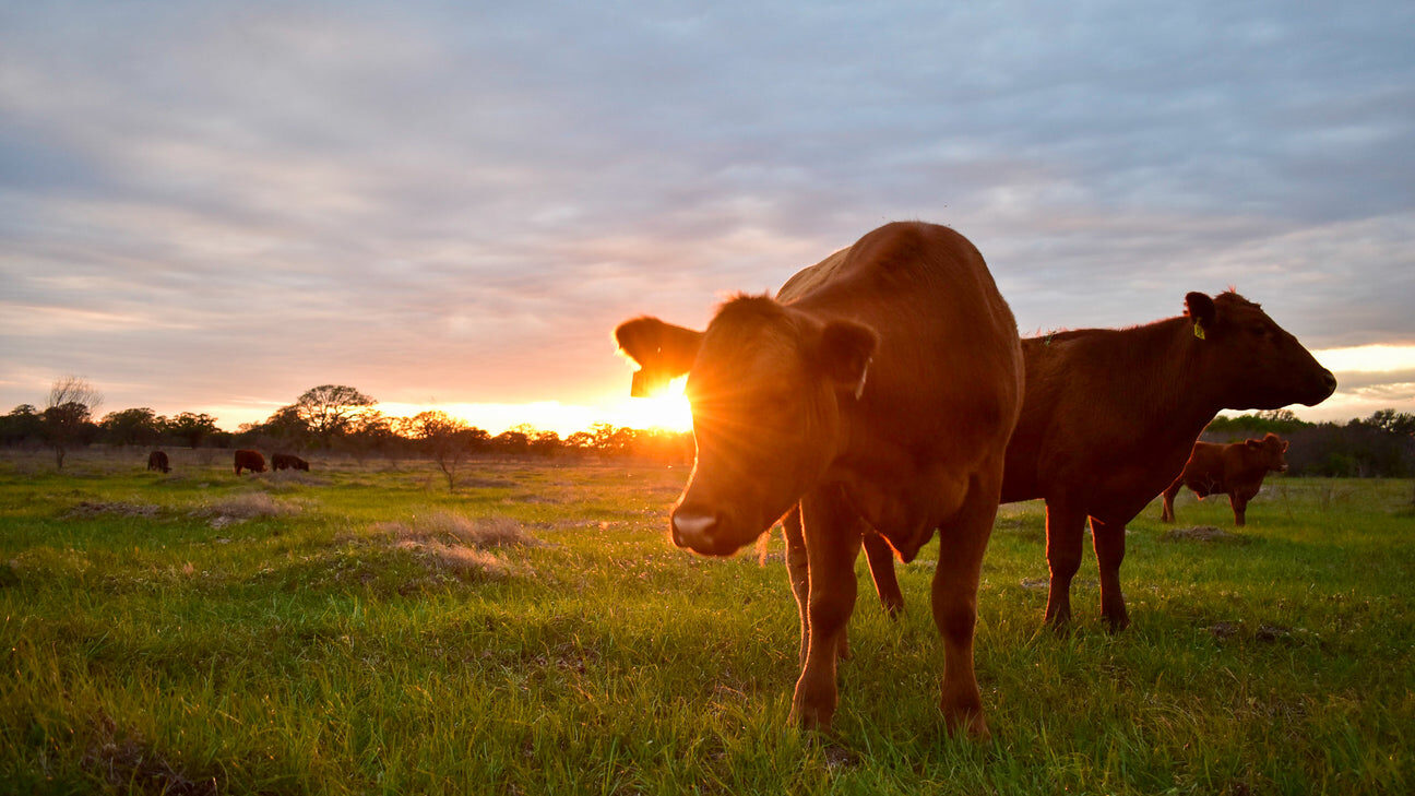 Cattle grazing at last light