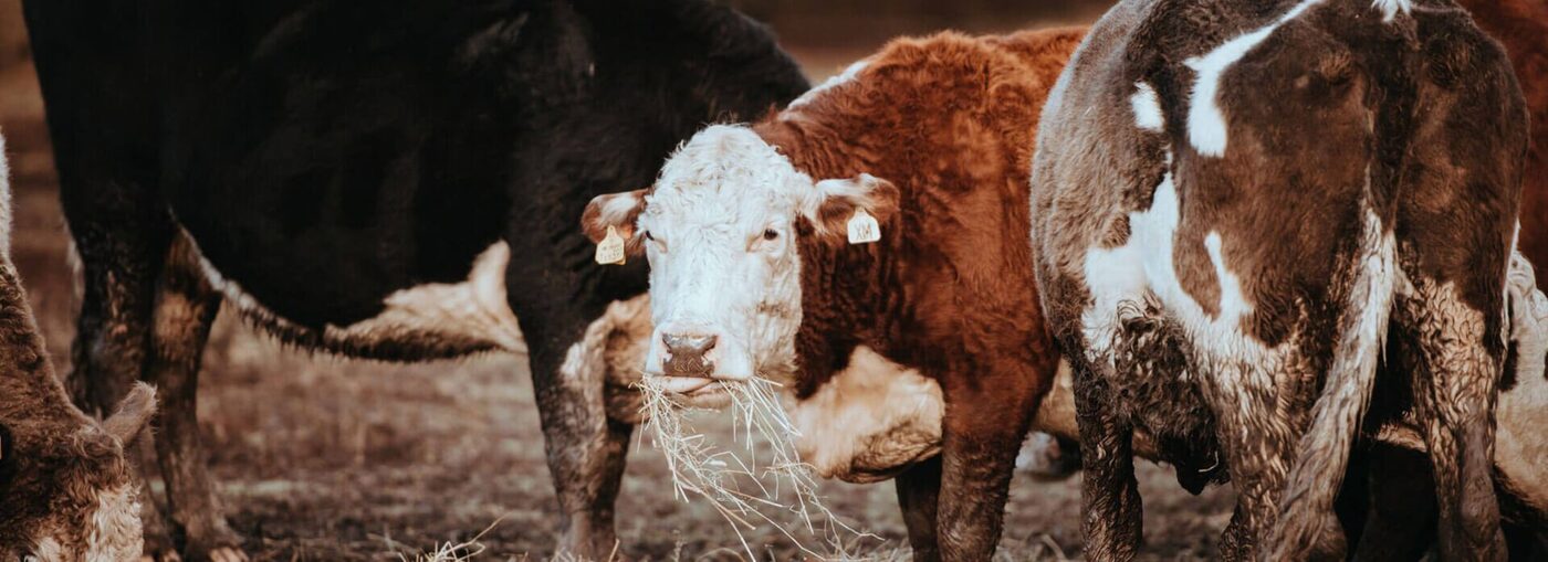 Cattle in the Arizona sun