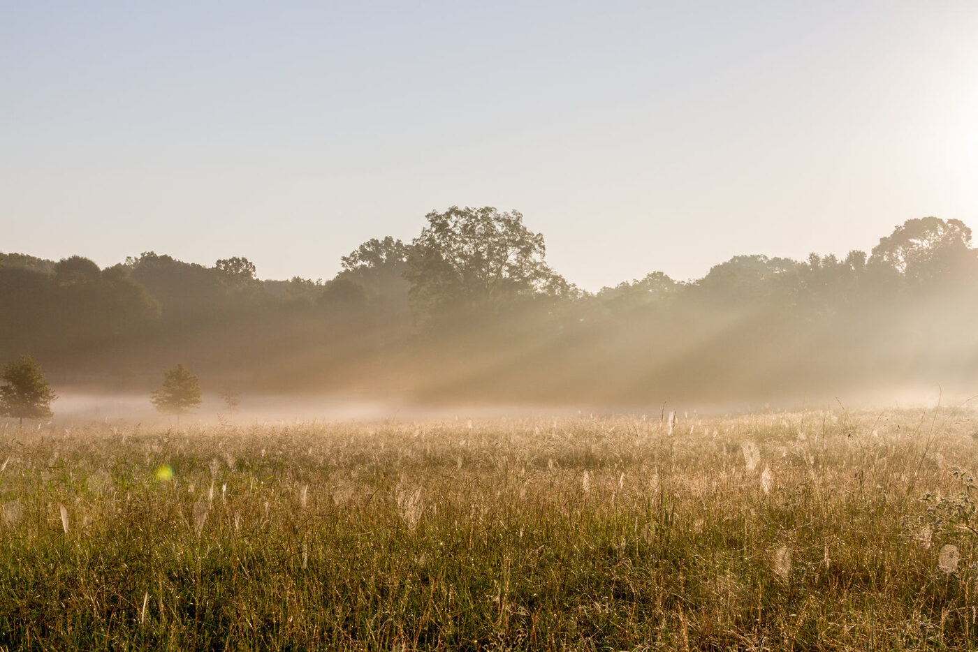 Pasture at first light