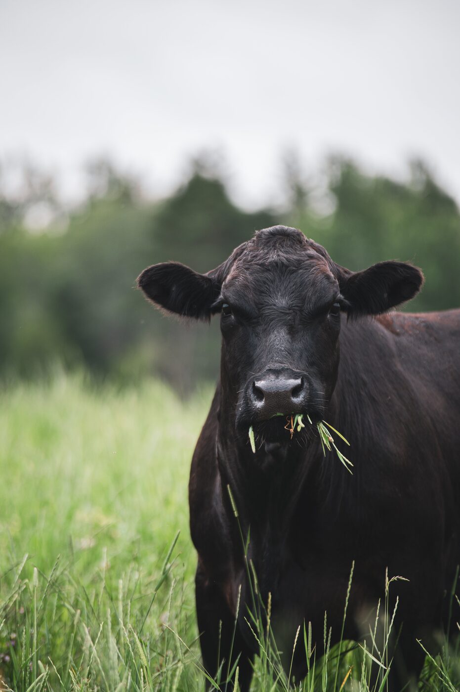 Cattle on grass