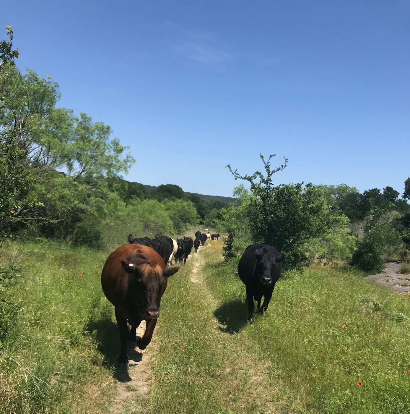 Cattle on Central Texas pasture